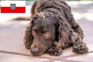 Mehr über den Artikel erfahren American Water Spaniel Züchter und Welpen in Thüringen