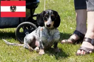 Mehr über den Artikel erfahren Basset bleu de Gascogne Züchter und Welpen in Österreich