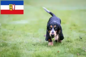 Mehr über den Artikel erfahren Basset bleu de Gascogne Züchter und Welpen in Schleswig-Holstein