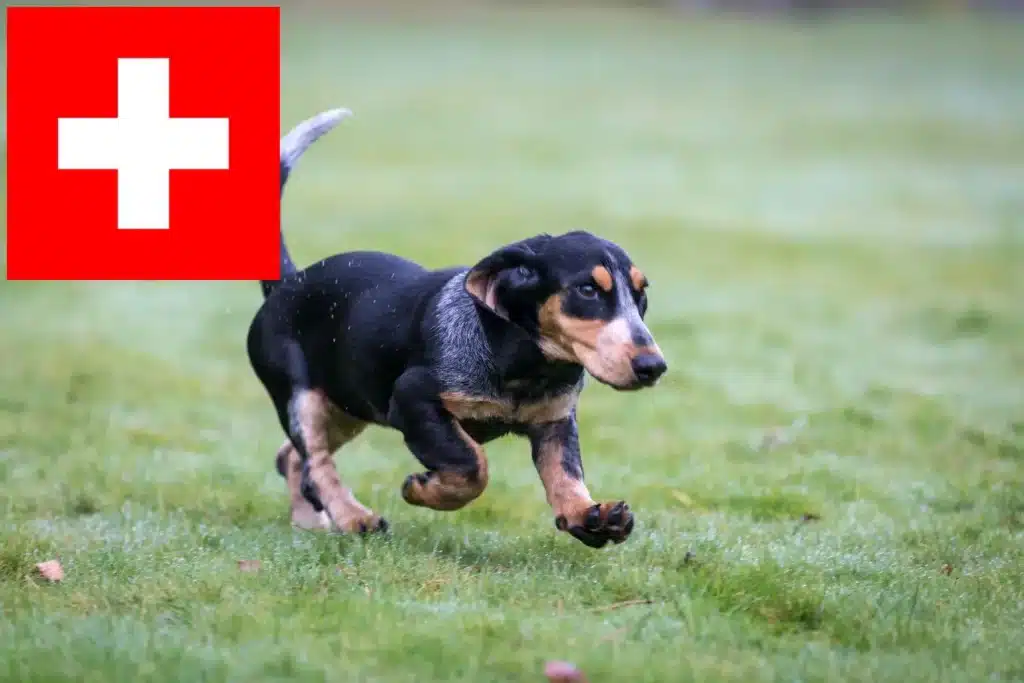 Basset bleu de Gascogne Züchter mit Welpen Schweiz