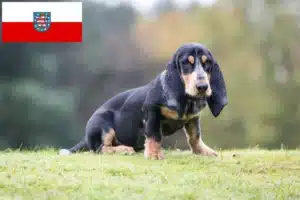 Mehr über den Artikel erfahren Basset bleu de Gascogne Züchter und Welpen in Thüringen