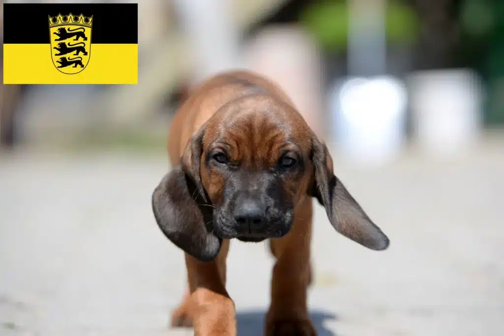 Bayerischer Gebirgsschweißhund Züchter mit Welpen Baden-Württemberg
