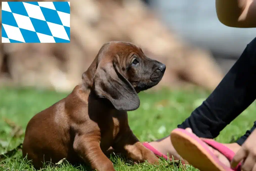 Bayerischer Gebirgsschweißhund Züchter mit Welpen Bayern