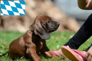 Read more about the article Bayerischer Gebirgsschweißhund Züchter und Welpen in Bayern