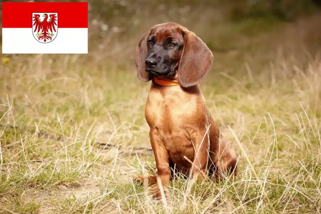 Bayerischer Gebirgsschweißhund Züchter mit Welpen Brandenburg
