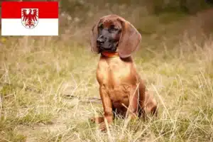 Read more about the article Bayerischer Gebirgsschweißhund Züchter und Welpen in Brandenburg