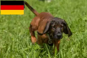 Read more about the article Bayerischer Gebirgsschweißhund Züchter und Welpen in Deutschland