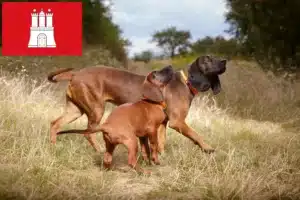 Read more about the article Bayerischer Gebirgsschweißhund Züchter und Welpen in Hamburg