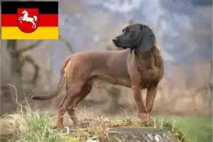 Read more about the article Bayerischer Gebirgsschweißhund Züchter und Welpen in Niedersachsen