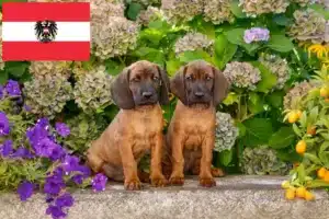 Read more about the article Bayerischer Gebirgsschweißhund Züchter und Welpen in Österreich