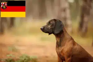 Read more about the article Bayerischer Gebirgsschweißhund Züchter und Welpen in Rheinland-Pfalz