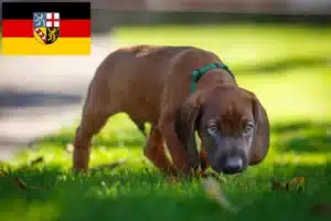 Read more about the article Bayerischer Gebirgsschweißhund Züchter und Welpen im Saarland