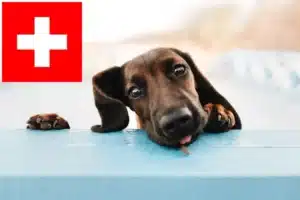 Read more about the article Bayerischer Gebirgsschweißhund Züchter und Welpen in der Schweiz