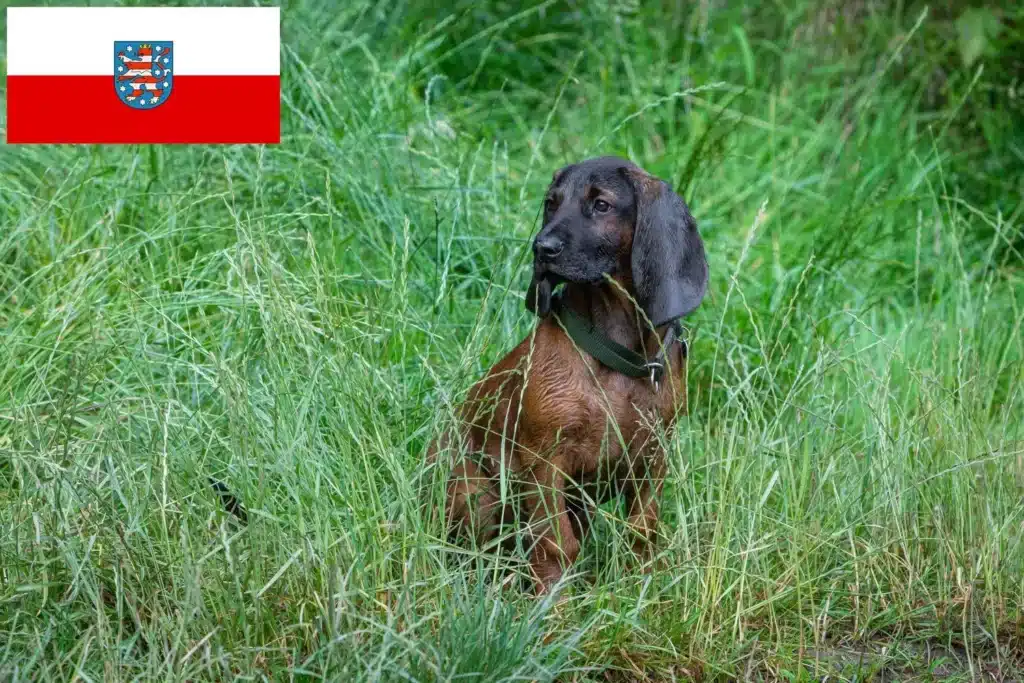 Bayerischer Gebirgsschweißhund Züchter mit Welpen Thüringen