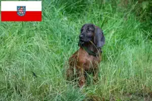 Read more about the article Bayerischer Gebirgsschweißhund Züchter und Welpen in Thüringen