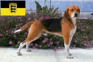 Read more about the article Beagle Harrier Züchter und Welpen in Baden-Württemberg