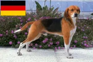 Read more about the article Beagle Harrier Züchter und Welpen in Deutschland