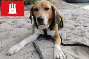 Read more about the article Beagle Harrier Züchter und Welpen in Hamburg