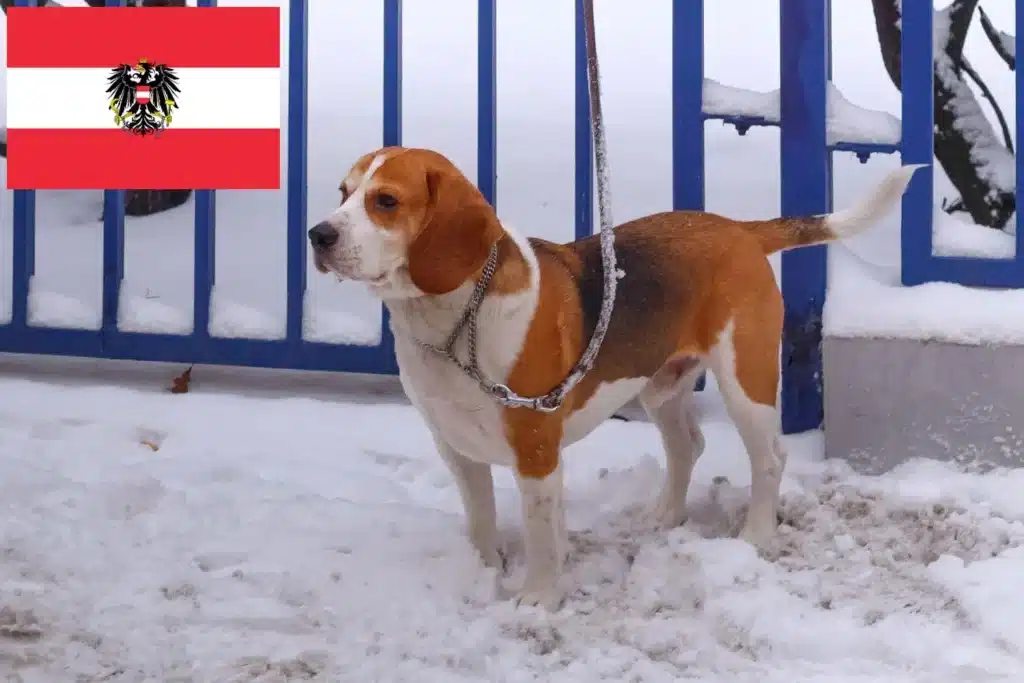 Beagle Harrier Züchter mit Welpen Österreich