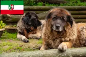 Read more about the article Cão Da Serra Da Estrela Züchter und Welpen in Nordrhein-Westfalen