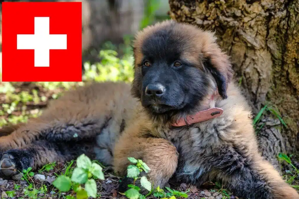 Cão Da Serra Da Estrela Züchter mit Welpen Schweiz