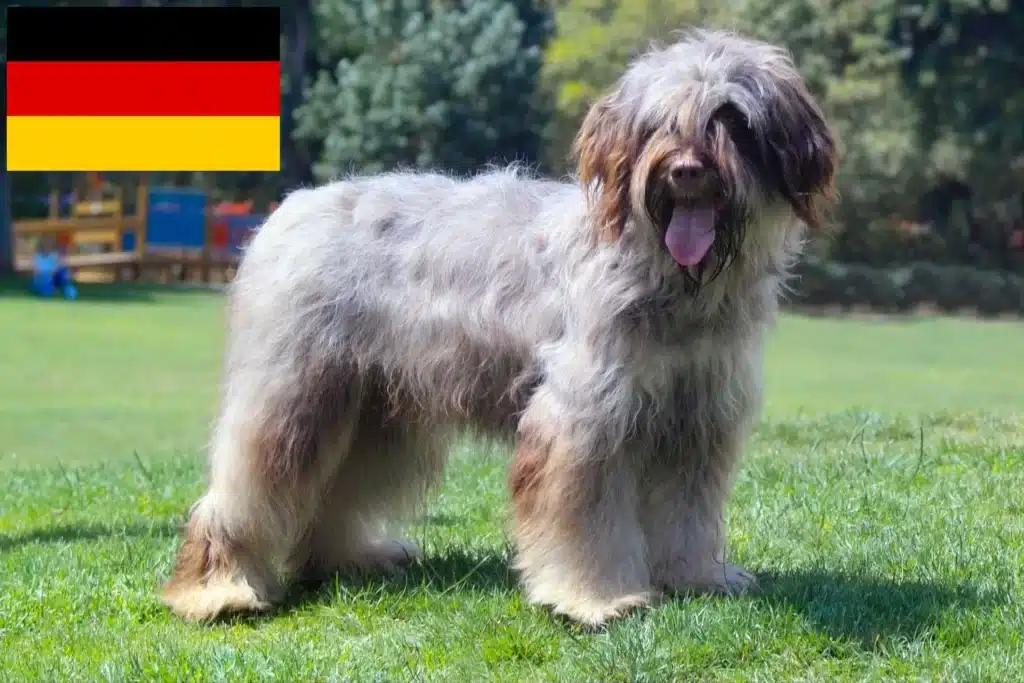 Cão da Serra de Aires Züchter mit Welpen Deutschland
