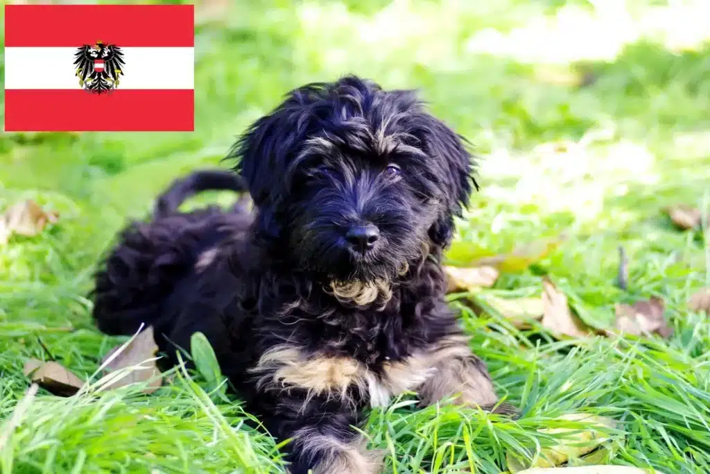 Cão da Serra de Aires Züchter mit Welpen Österreich