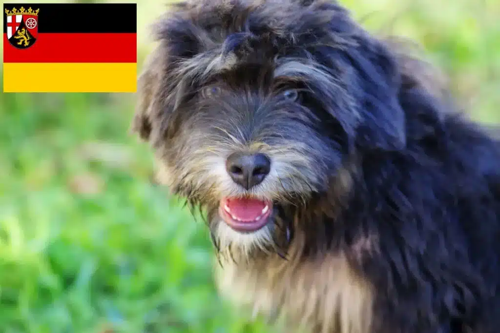 Cão da Serra de Aires Züchter mit Welpen Rheinland-Pfalz