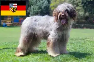 Read more about the article Cão da Serra de Aires Züchter und Welpen im Saarland