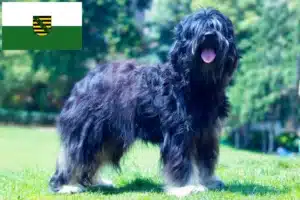 Mehr über den Artikel erfahren Cão da Serra de Aires Züchter und Welpen in Sachsen