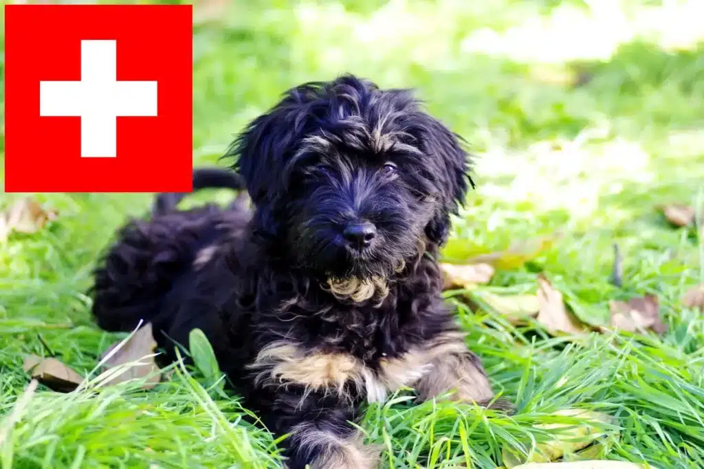 Cão da Serra de Aires Züchter mit Welpen Schweiz