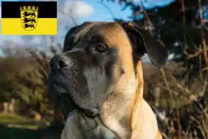 Read more about the article Dogo Canario Züchter und Welpen in Baden-Württemberg