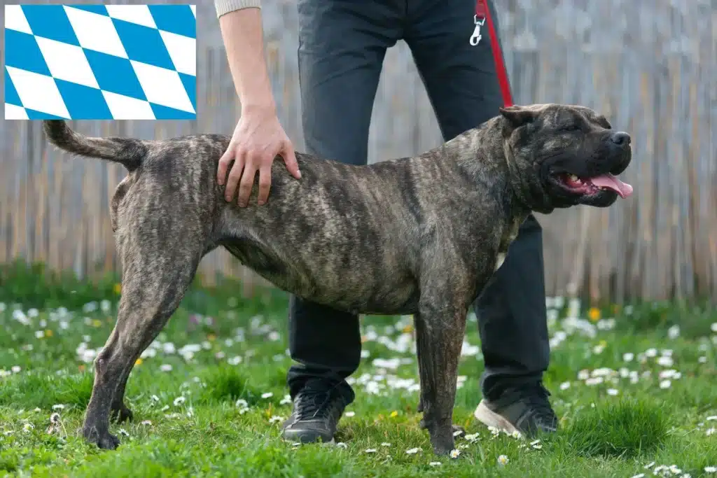 Dogo Canario Züchter mit Welpen Bayern