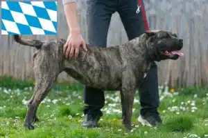 Read more about the article Dogo Canario Züchter und Welpen in Bayern