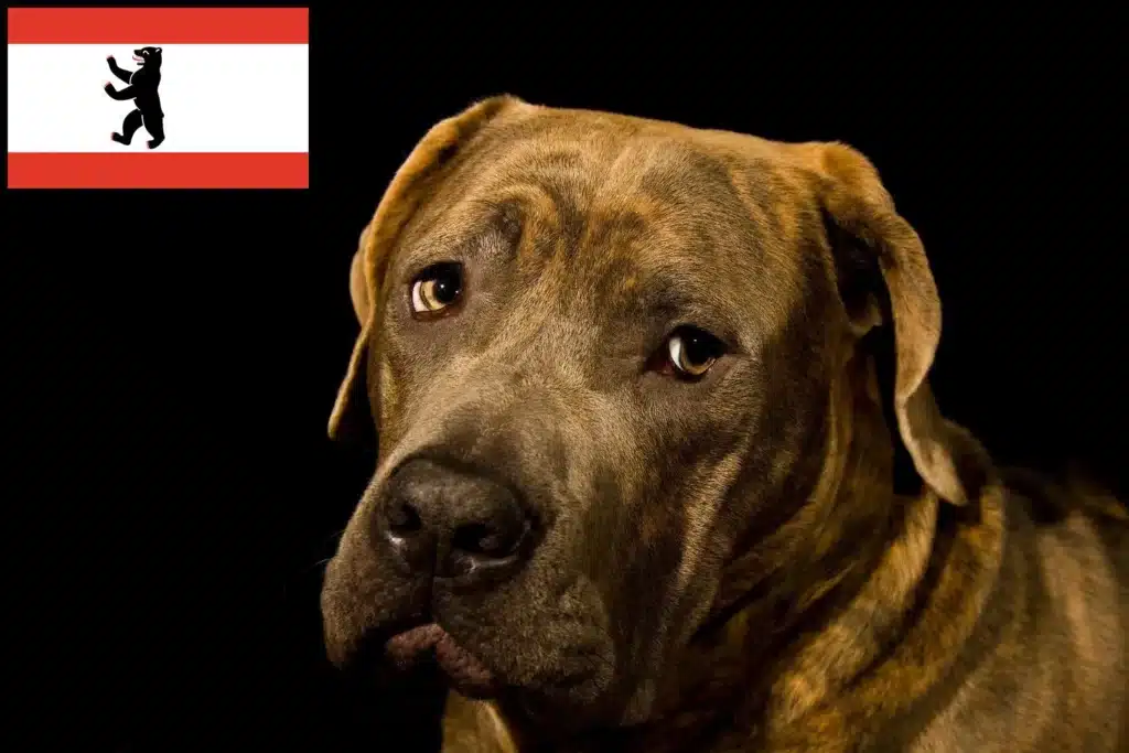 Dogo Canario Züchter mit Welpen Berlin