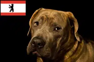 Read more about the article Dogo Canario Züchter und Welpen in Berlin