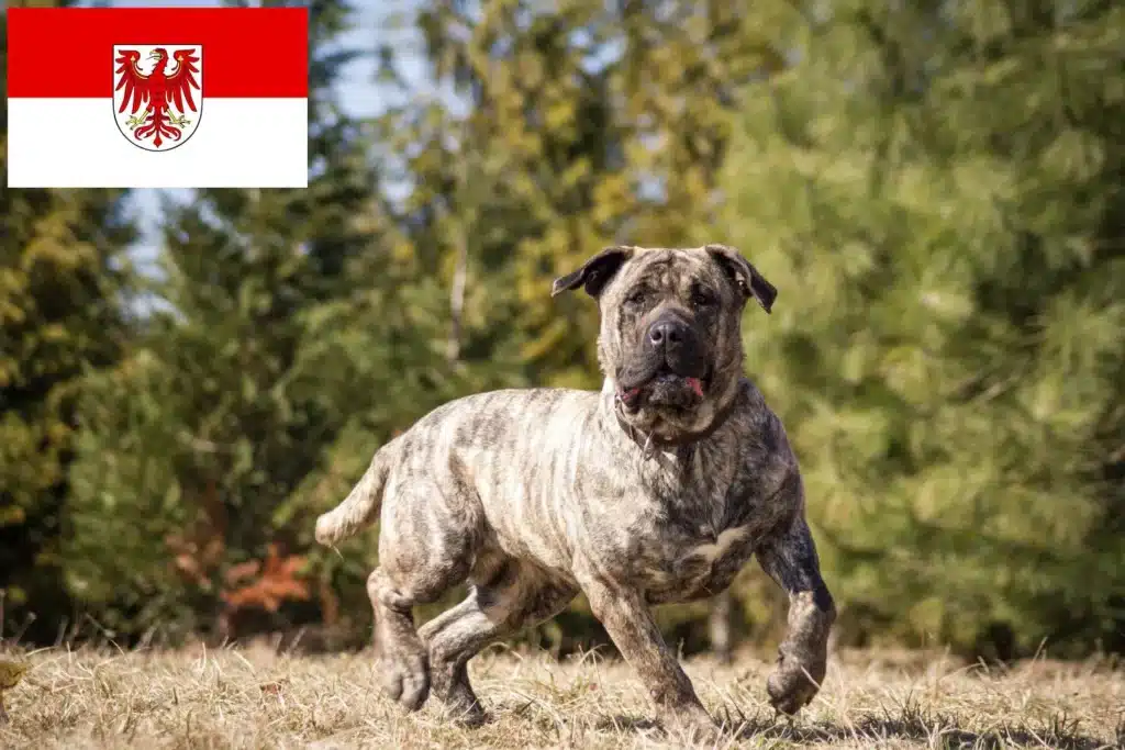 Dogo Canario Züchter mit Welpen Brandenburg