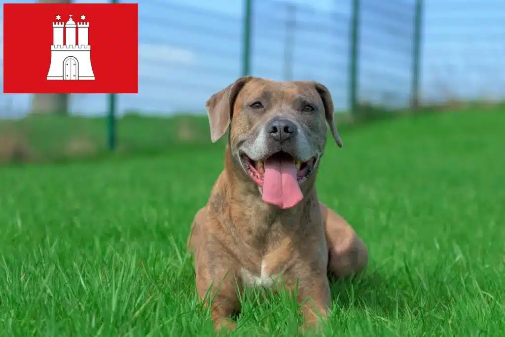 Dogo Canario Züchter mit Welpen Hamburg