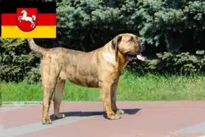 Read more about the article Dogo Canario Züchter und Welpen in Niedersachsen