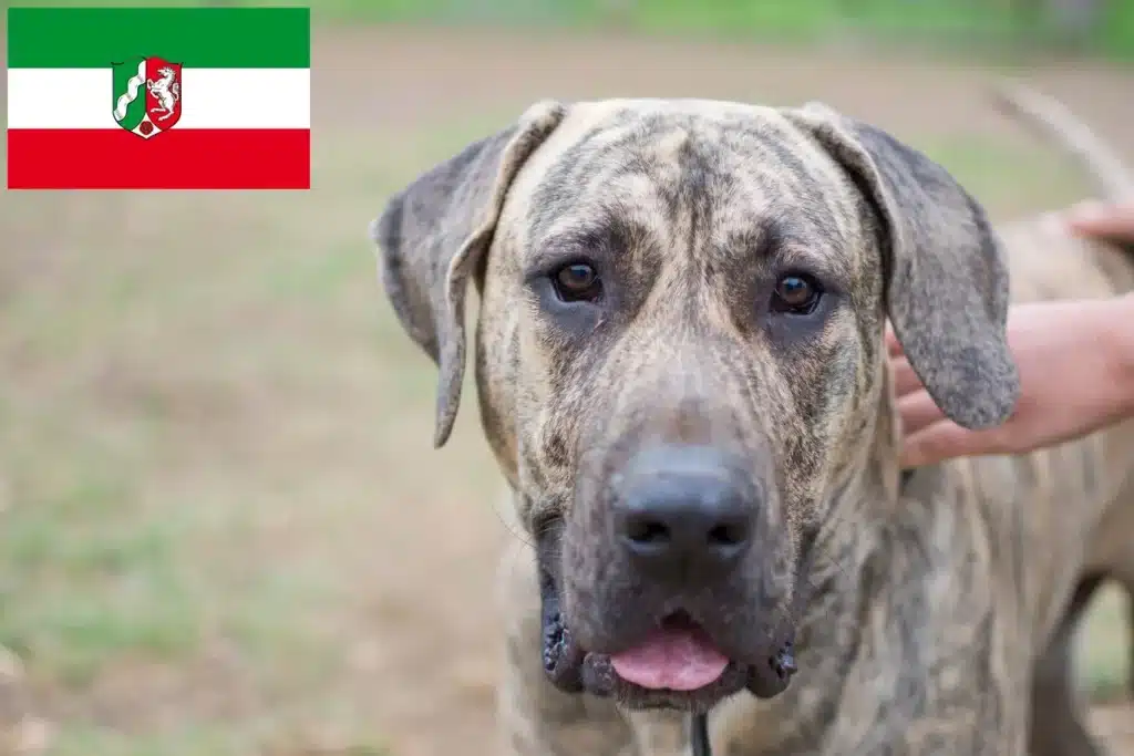 Dogo Canario Züchter mit Welpen Nordrhein-Westfalen