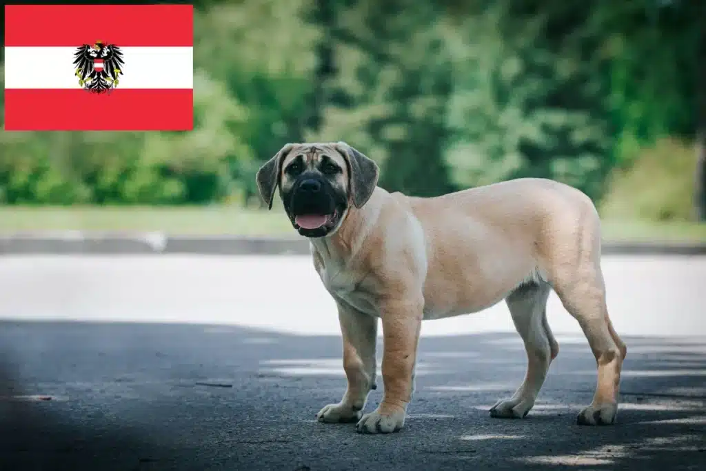 Dogo Canario Züchter mit Welpen Österreich