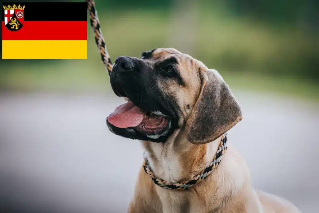 Dogo Canario Züchter mit Welpen Rheinland-Pfalz