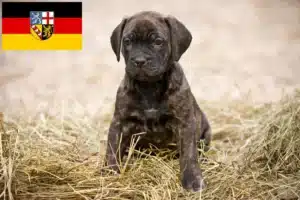 Read more about the article Dogo Canario Züchter und Welpen im Saarland