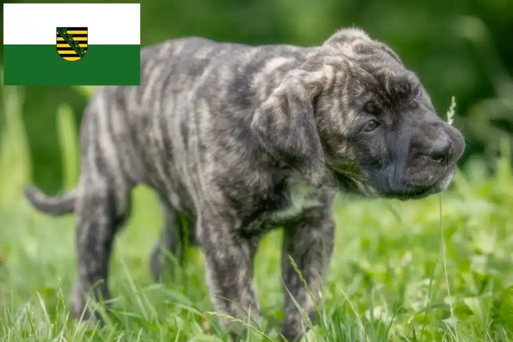 Dogo Canario Züchter mit Welpen Sachsen