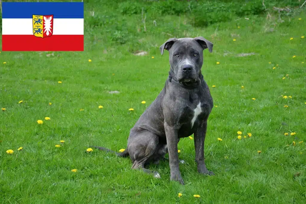 Dogo Canario Züchter mit Welpen Schleswig-Holstein