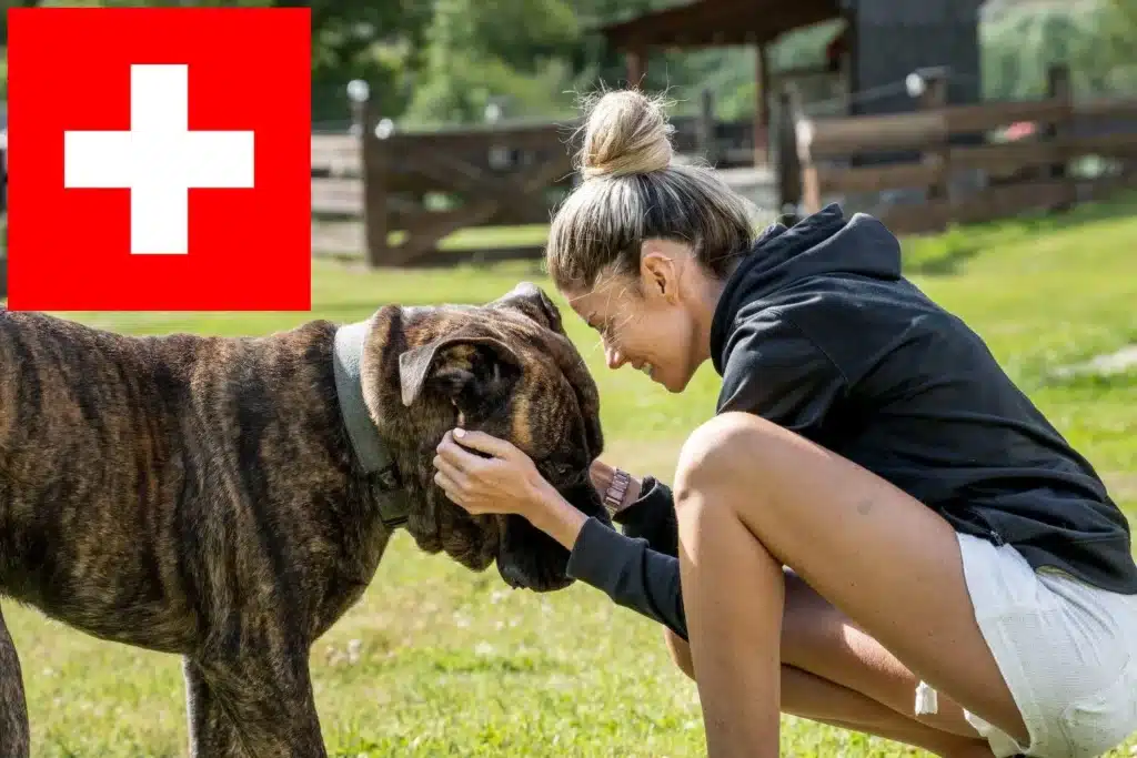 Dogo Canario Züchter mit Welpen Schweiz
