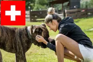 Read more about the article Dogo Canario Züchter und Welpen in der Schweiz