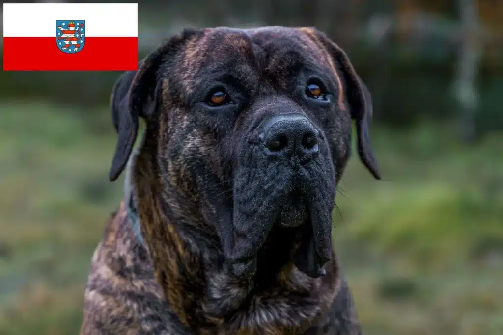 Dogo Canario Züchter mit Welpen Thüringen