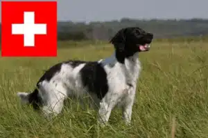 Mehr über den Artikel erfahren Epagneul Breton Züchter und Welpen in der Schweiz