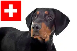Mehr über den Artikel erfahren Erdélyi Kopó Züchter und Welpen in der Schweiz
